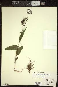 Epipactis helleborine image