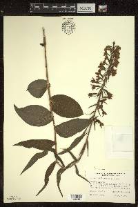 Epipactis helleborine image