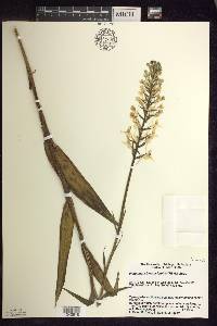 Platanthera blephariglottis image