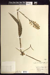 Platanthera blephariglottis image