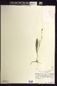 Platanthera clavellata image