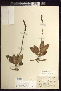 Goodyera oblongifolia image