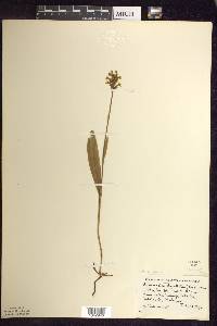 Platanthera clavellata image