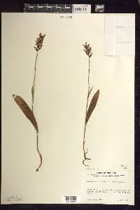 Platanthera clavellata image