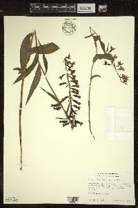 Epipactis helleborine image