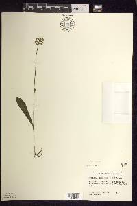 Platanthera clavellata image