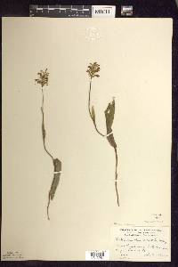 Platanthera clavellata image