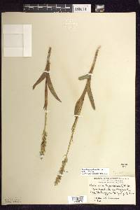 Platanthera aquilonis image