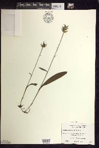 Platanthera clavellata image