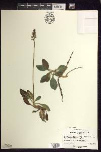 Goodyera pubescens image