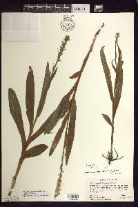 Platanthera aquilonis image