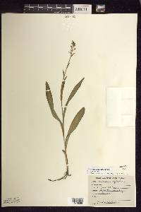 Platanthera aquilonis image