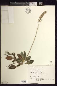 Goodyera pubescens image