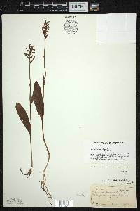 Platanthera clavellata image