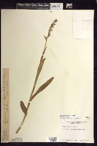 Platanthera aquilonis image