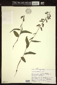 Epipactis helleborine image