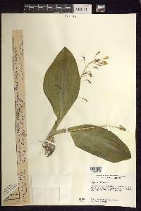 Liparis liliifolia image