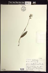 Platanthera clavellata image