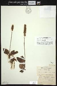 Goodyera pubescens image