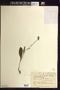 Platanthera clavellata image