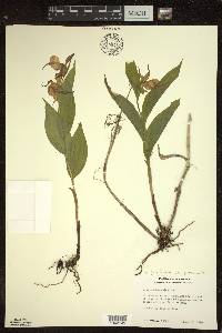 Cypripedium parviflorum var. pubescens image