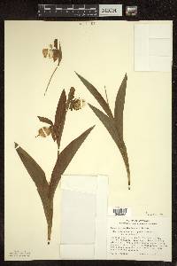 Cypripedium × andrewsii image