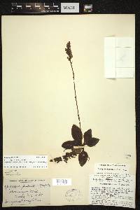 Goodyera pubescens image