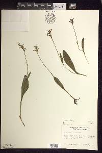 Platanthera clavellata image