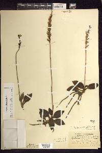 Goodyera oblongifolia image