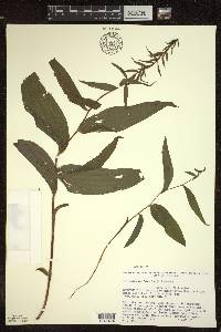 Epipactis helleborine image