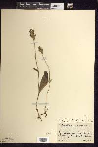 Platanthera clavellata image