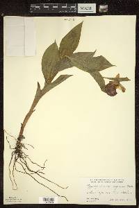 Cypripedium reginae image