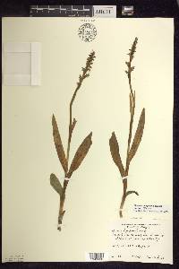 Platanthera aquilonis image