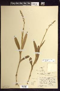 Platanthera aquilonis image