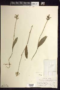 Platanthera clavellata image