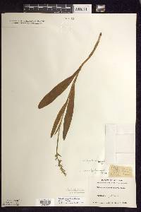 Platanthera aquilonis image