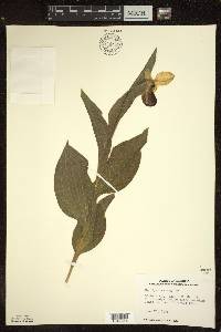 Cypripedium reginae image