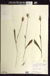 Platanthera clavellata image