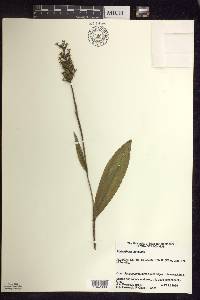 Platanthera clavellata image