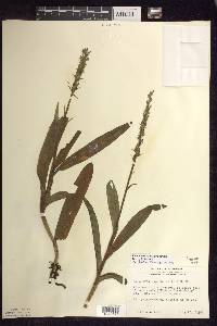 Platanthera aquilonis image