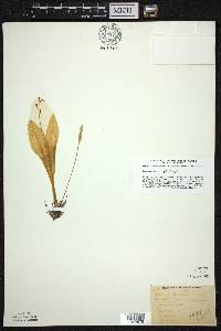 Liparis loeselii image