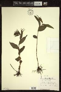 Epipactis helleborine image