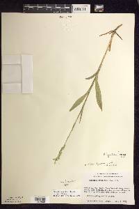 Platanthera aquilonis image