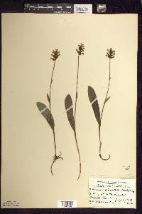 Platanthera clavellata image