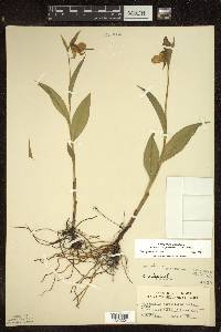 Cypripedium parviflorum var. pubescens image