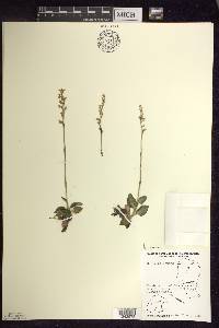 Goodyera repens image