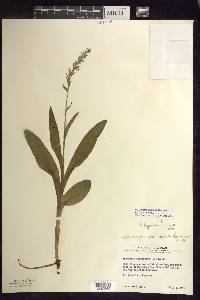 Platanthera aquilonis image