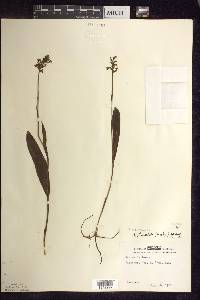 Platanthera clavellata image