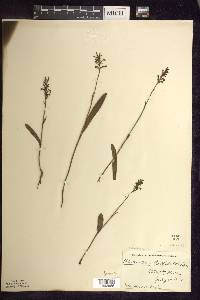 Platanthera clavellata image