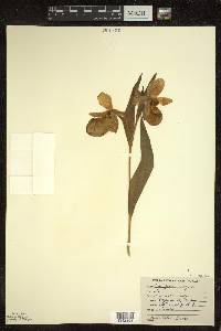 Cypripedium reginae image